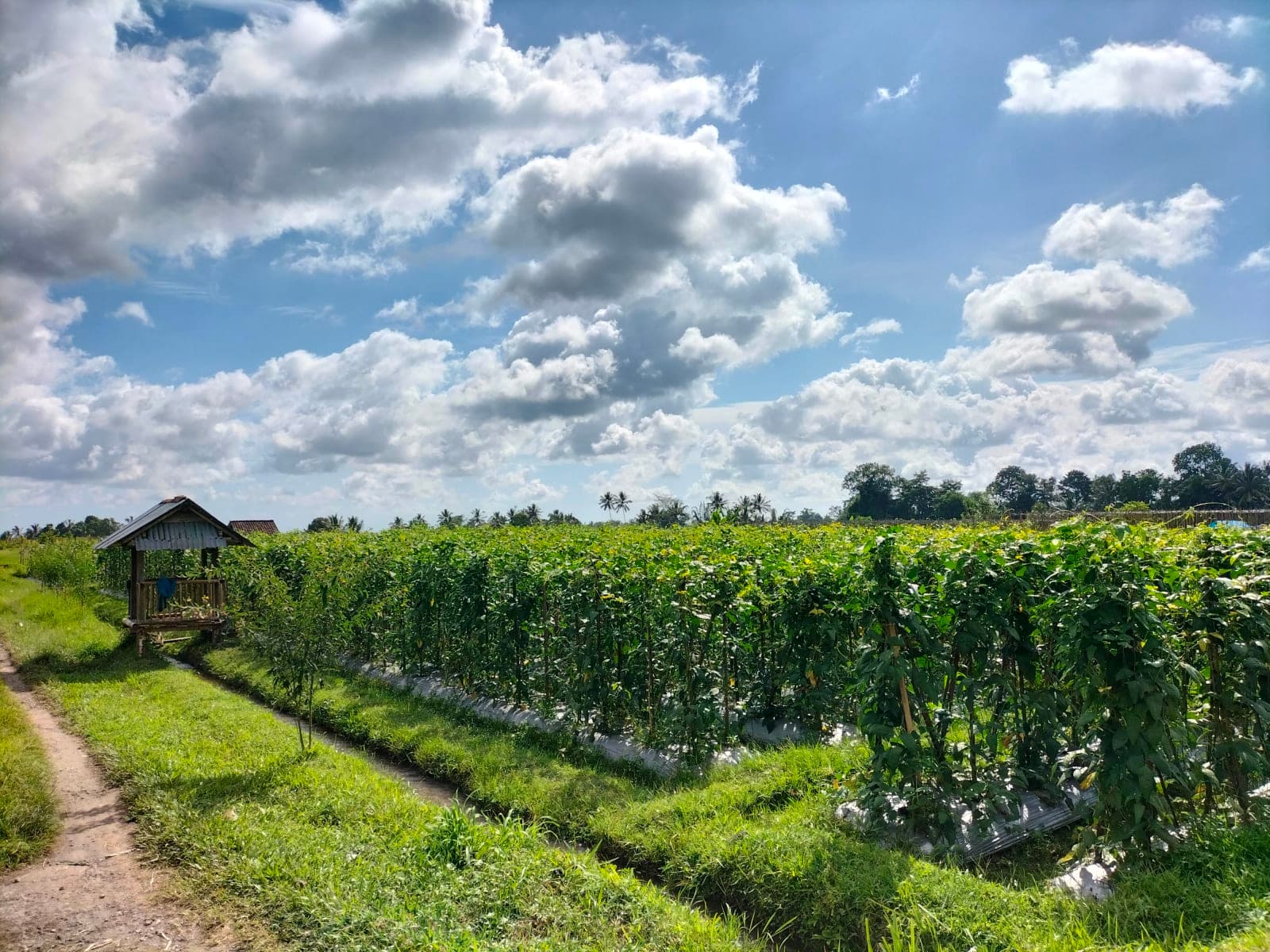 plantation photos