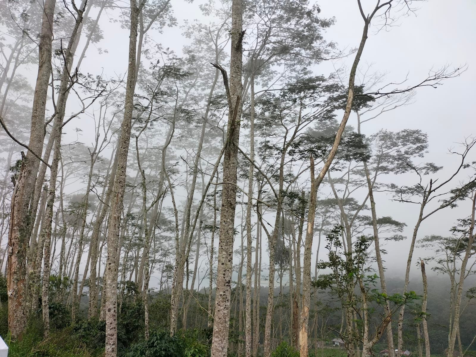trees photos